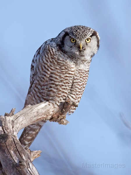 IMG_0160c.jpg - Northern Hawk-Owl (Surnia ulula)